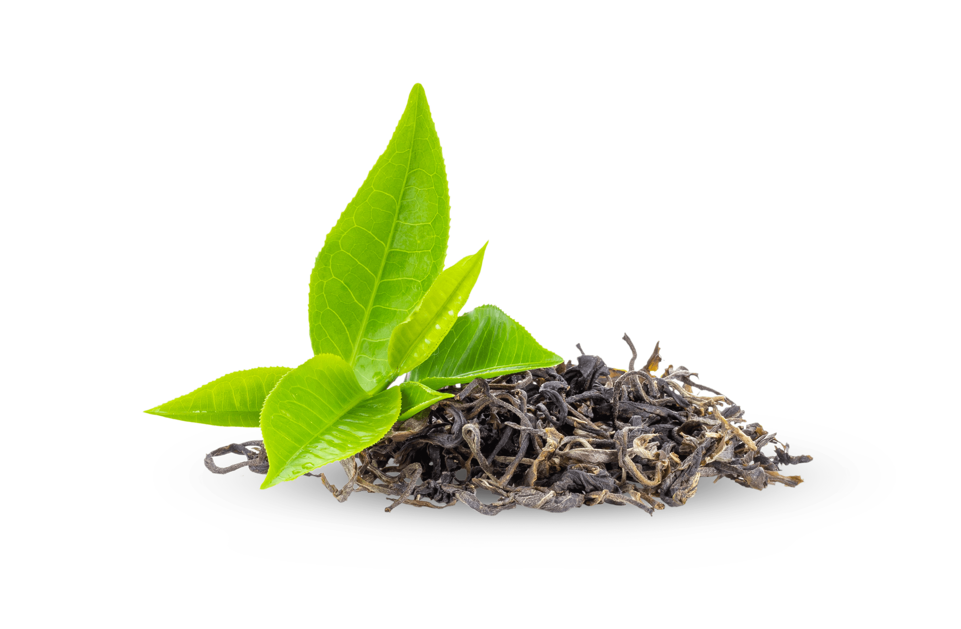 leaves background overlay